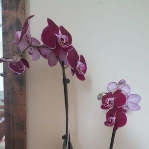 Meet your Posher, Tomy